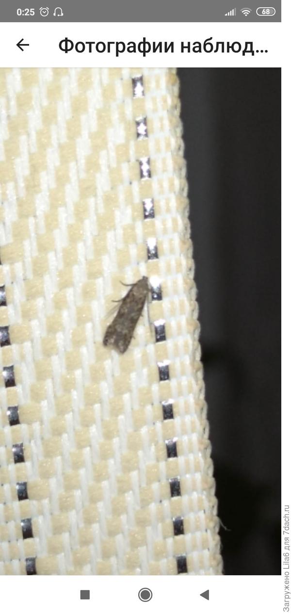 Кажется у меня томатная совка. Штук 50 дома летает..не понимала взаимосвязи. Сегодня томаты обработаю. А может и не томатная совка.