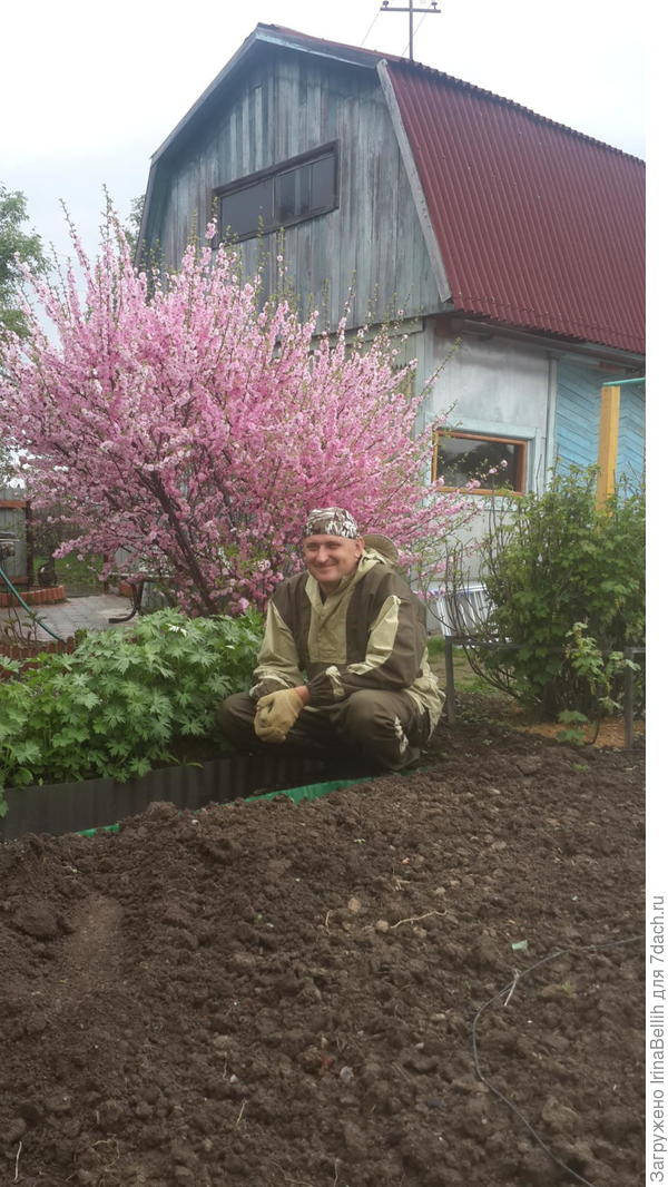Цветение сакуры! Оно продолжается 2 недели! Потом становится шикарный зеленый куст, даже можно саазать дерево, которое создает на этом участке притенение! Поэтому недолго думая я решила это местечко облюбовать вот так! На следующем фото будет видно!