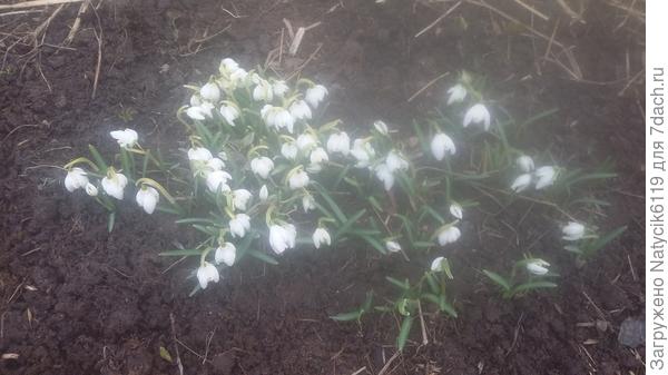 Весна, подснежники.