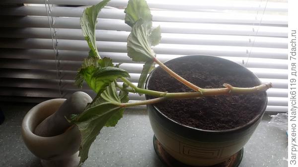 Отломился прямо от клубня.