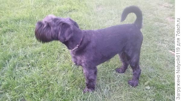 Мой Винтик.