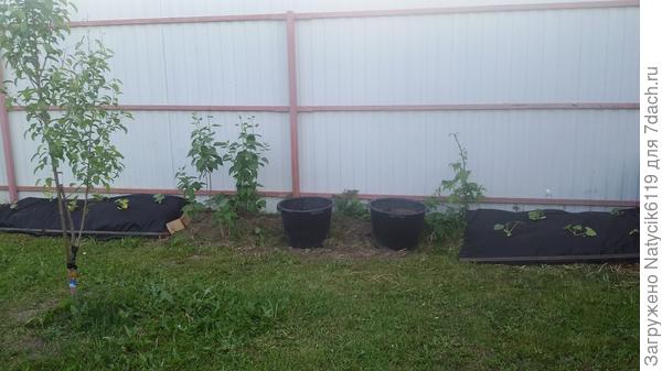 Тыквы в мешках.