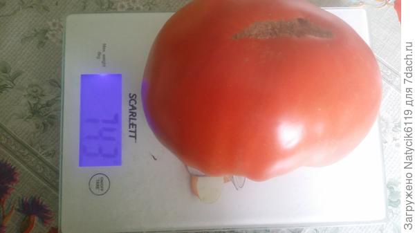 Слоник Нагорьевский