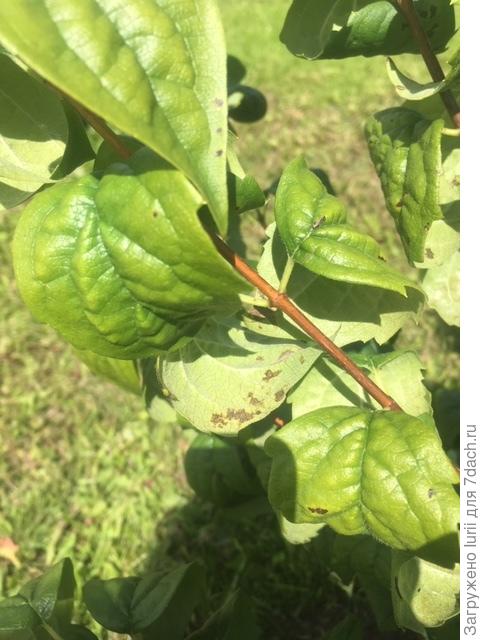 бурые пятна на обратной стороне листьев