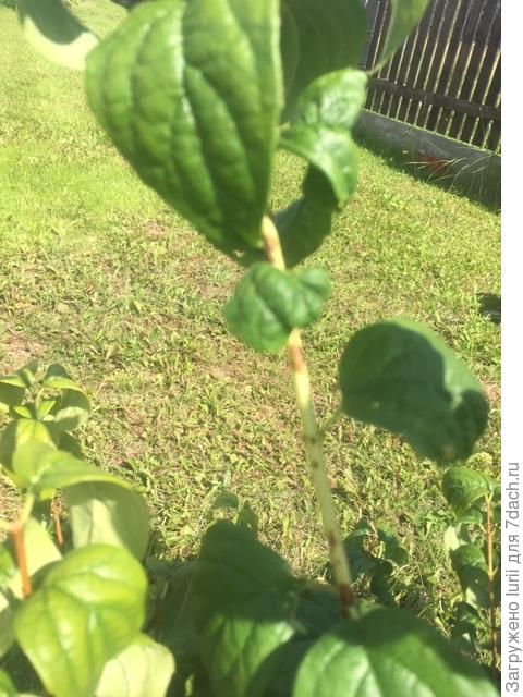 бурые пятна на побегах