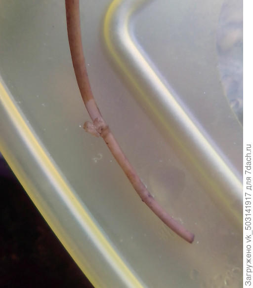 Сковырнула корешок ,вроде беленький внутри...