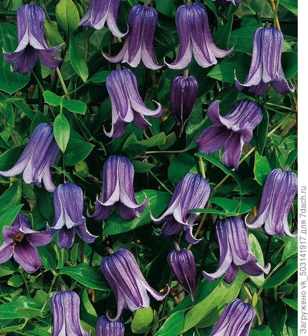 Такой должен быть)