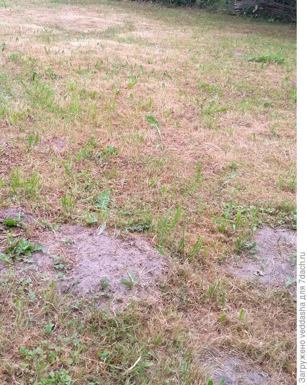 Снизу,где видна серая земля- кроты рыли,я сровняла холмики