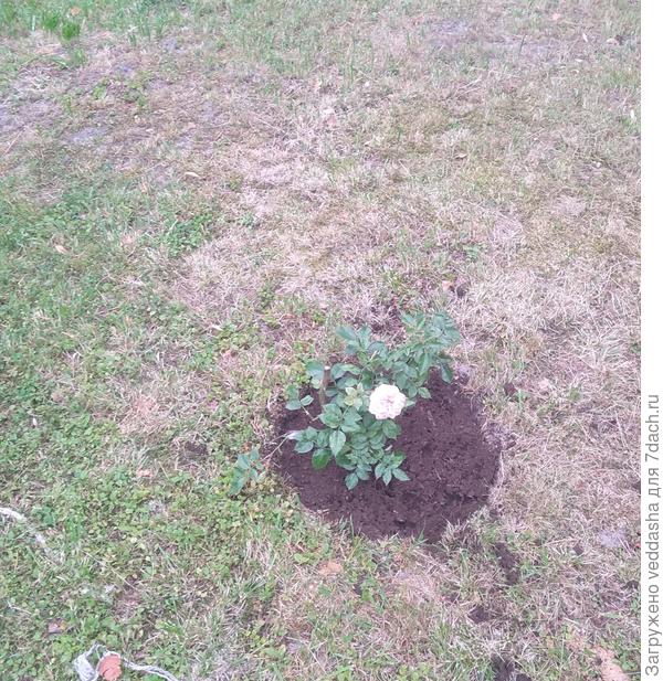 Темная вокруг розы покупная