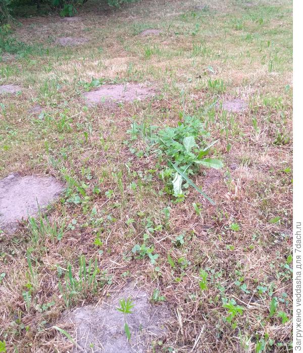 Тут тоже землю видно,где кроты постарались