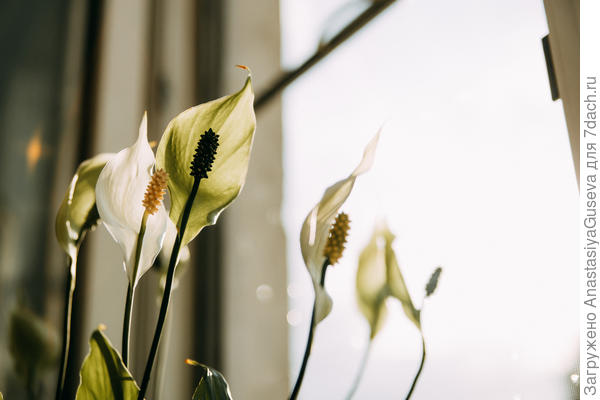 спатифиллума