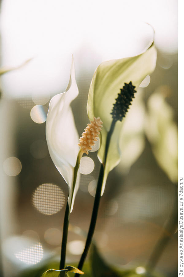 спатифиллума