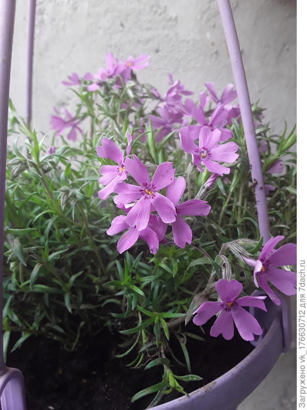 Здравствуйте! Подскажите название цветка