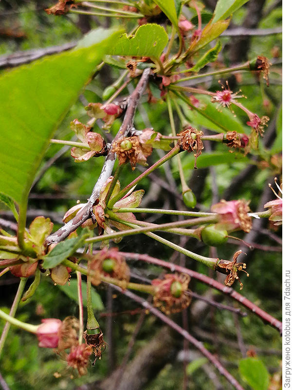 молодая вишня