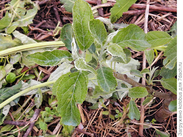 саженец яблони, сорт Народное
