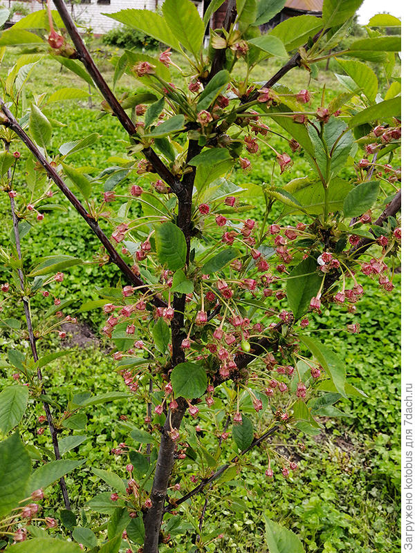 молодая вишня