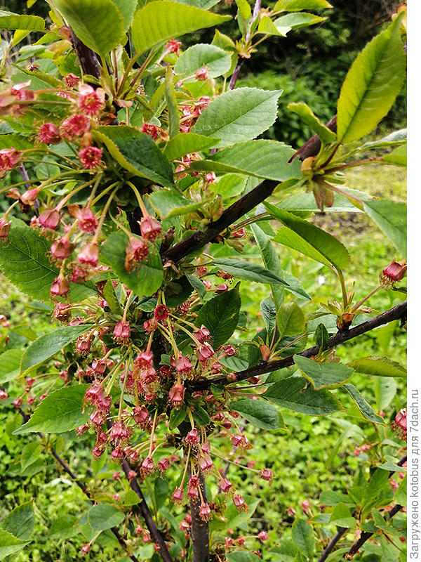 молодая вишня