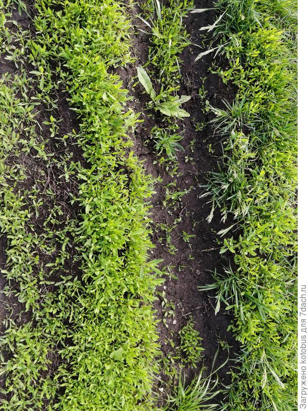 неизвестная трава