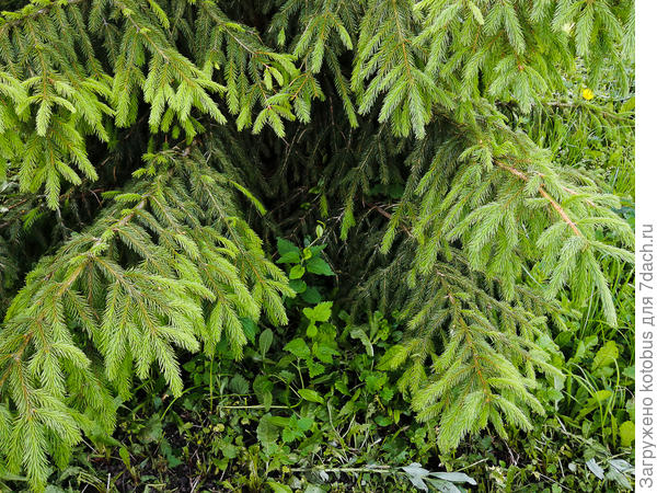 нижние ветки елки