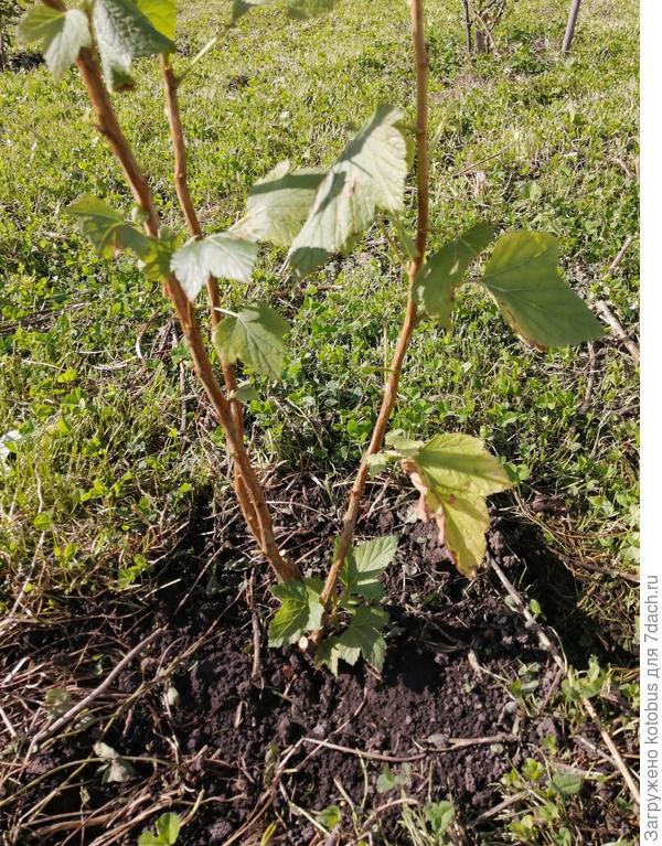 смородина Титания