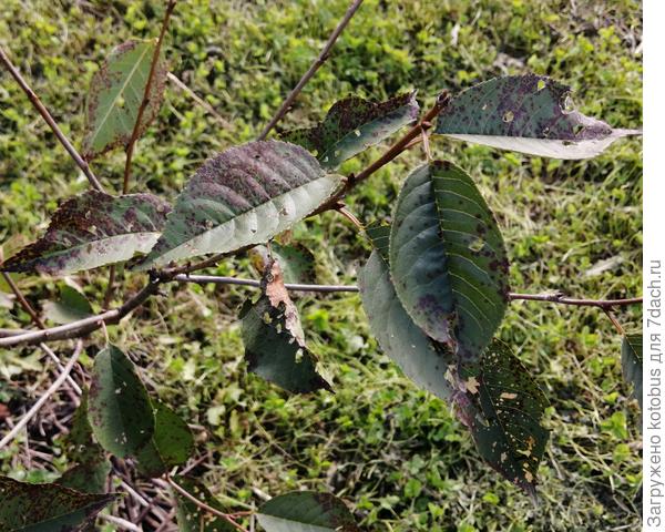 листья вишни