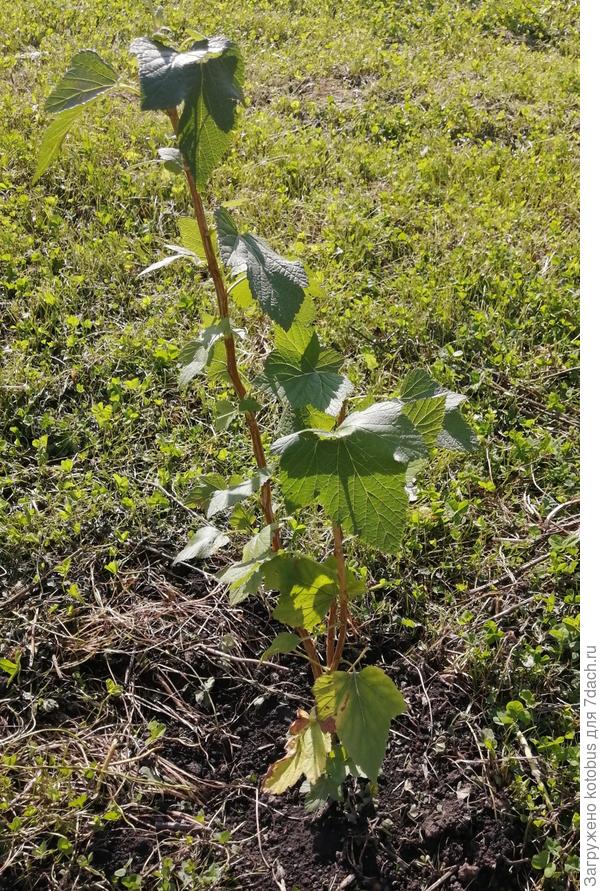 смородина Титания