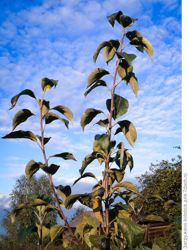 верхушка Медуницы