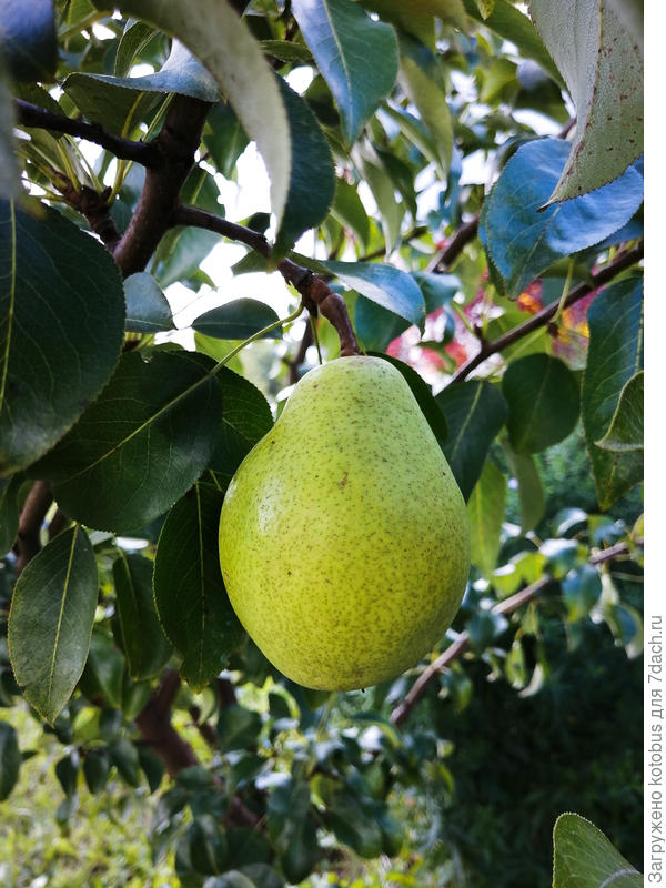 неизвестная груша