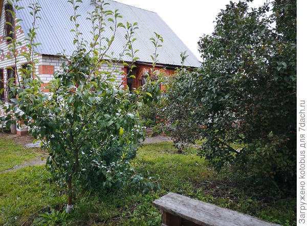 неизвестная груша