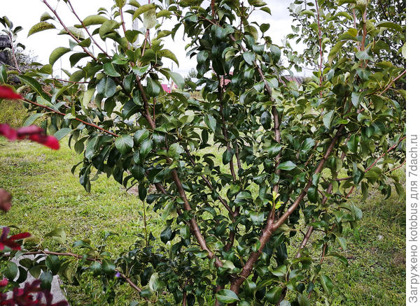 неизвестная груша