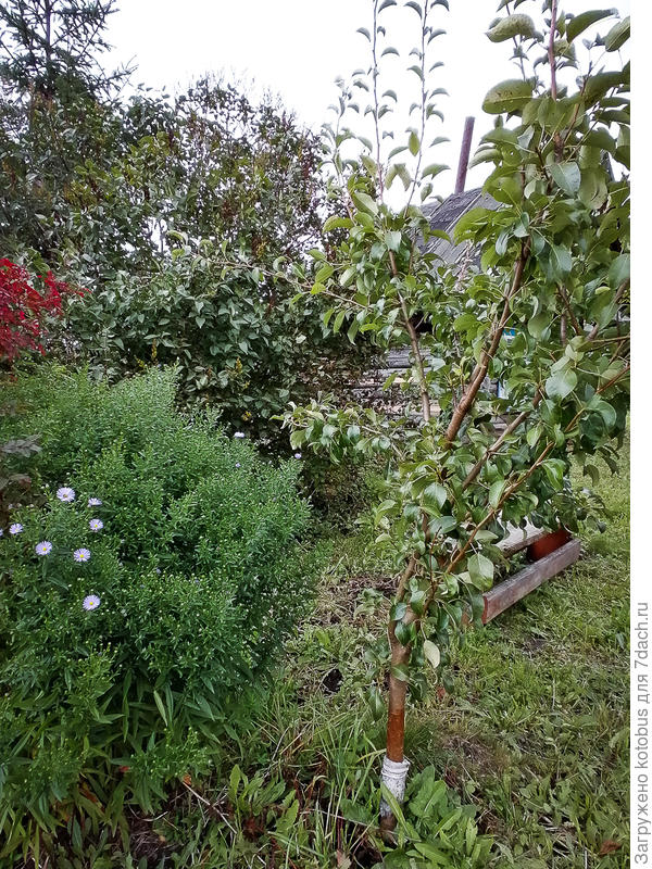 неизвестная груша