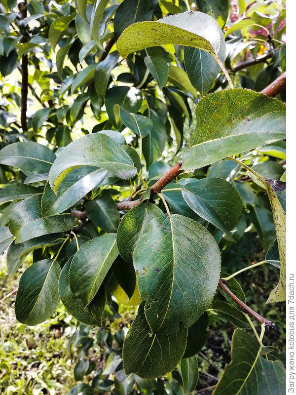 неизвестная груша