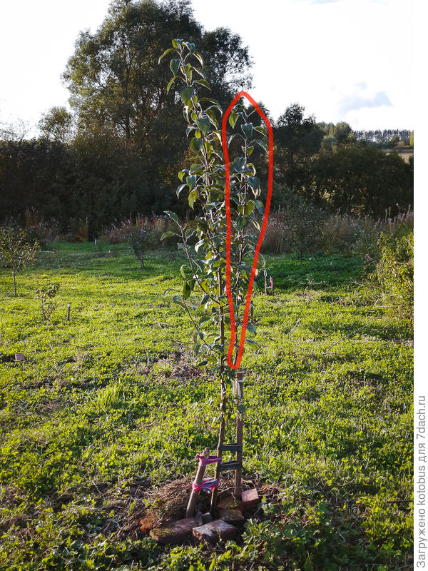 толстая ветка под острым углом