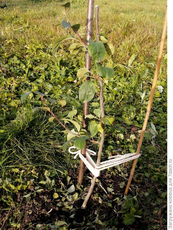 сам саженец, немного кривоват, последний в продаже...