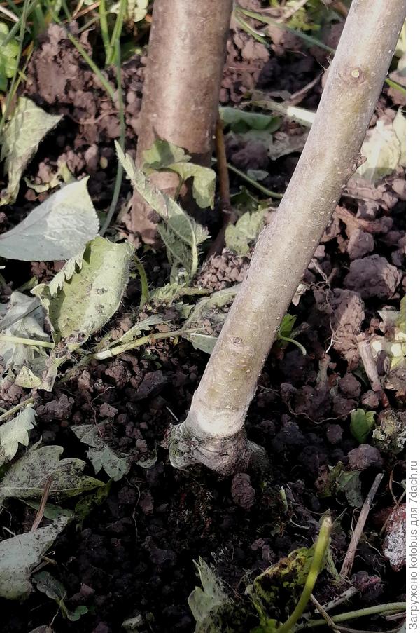 корневая шейка