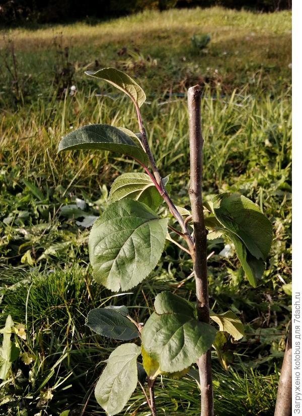 обрезанный саженец