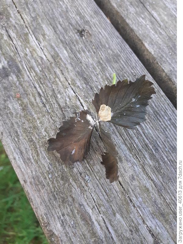 Вот что происходит с листом земляники. А может эта бактерия от сливы на землянику перейти? Чем бороться? Антибиотики?