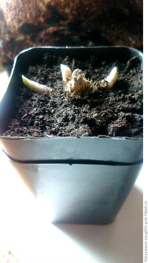 Под землей еще много почек, считать не стала, в горшок кое-как впихнула