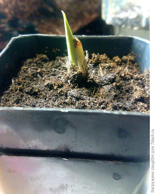 посадила в пятницу вечером, при посадке был только этот желтоватый пенек с коричневой верхушкой (справа). За сутки немного выросла.