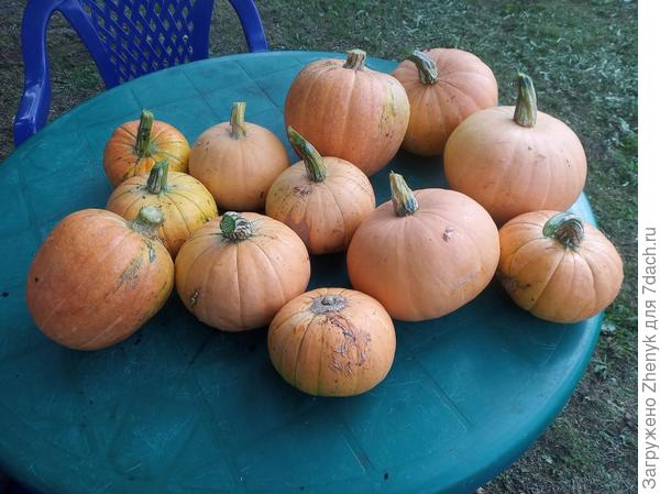 2020 год, урожай 3 кустов