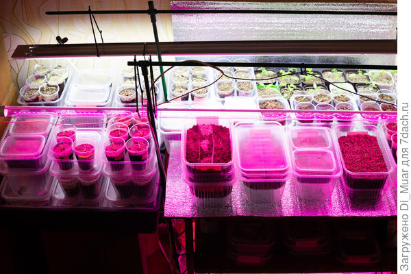 Улучшили лапмы