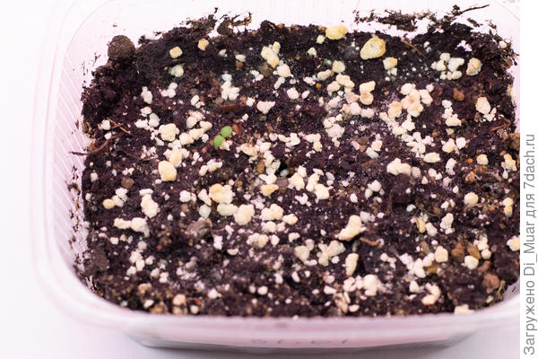 Маленькая жизнь смогла :) 24.02.23. Фото 03.03.23