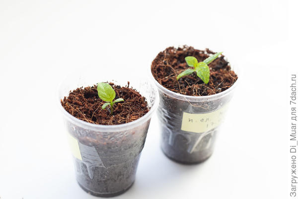 Они как цветочки :)