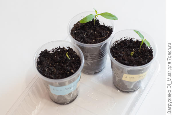 Новое пополнение не взошедших семян