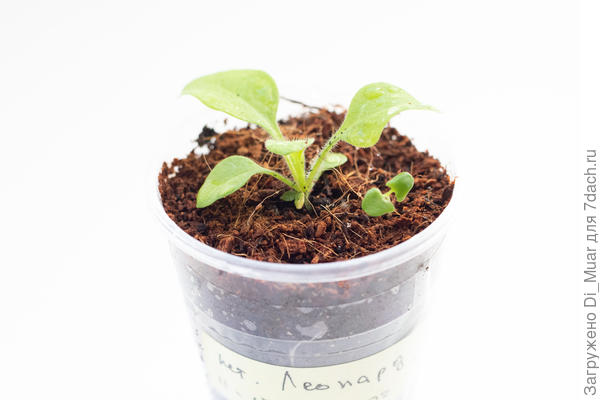 Кажется лаванда прикинулась сорняком у петунии)))