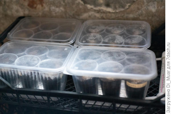 В подвале. Днём есть капля солнца. С клубничками ещё и примула на недельку заехала