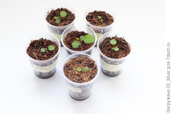 Медовое лето - Сибирский сад