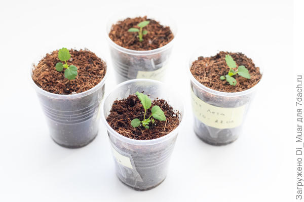 Аромат лета - Гавриш