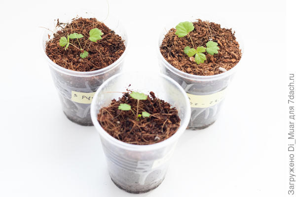 Руяна - Сибирский Сад