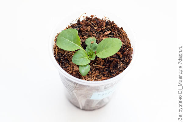 Не знаю кто, но он очаровашка :)